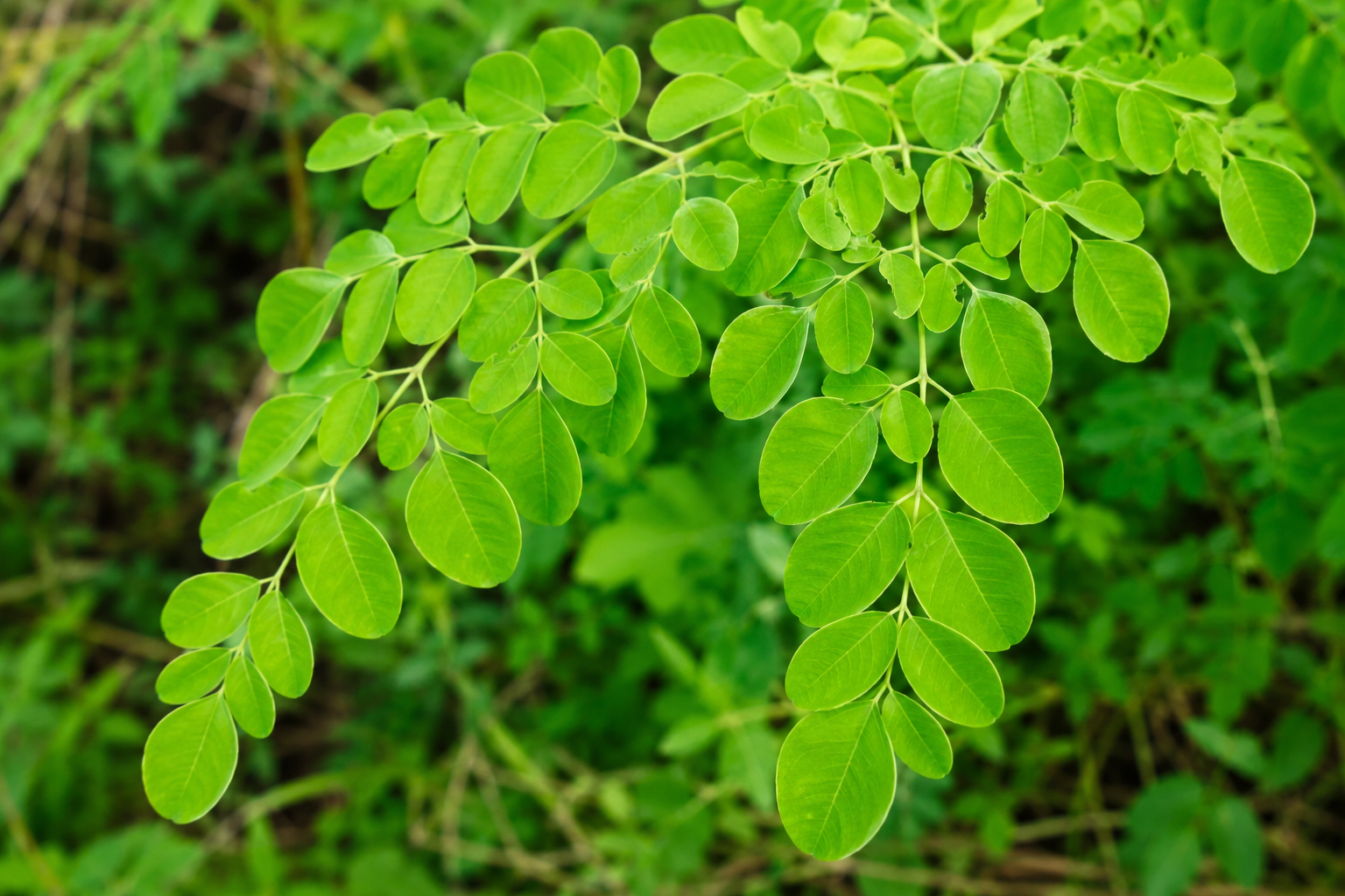 Fresh moringa leaves on the branch